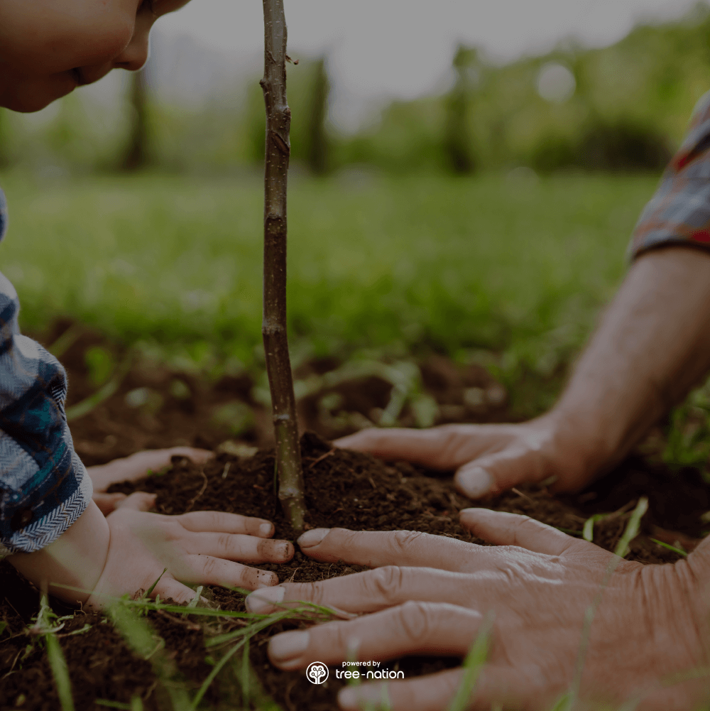 Ulap design reforestation program with Tree Nation